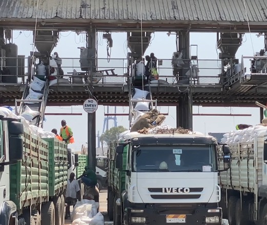 Bags of sorghum slide down conveyor belts.