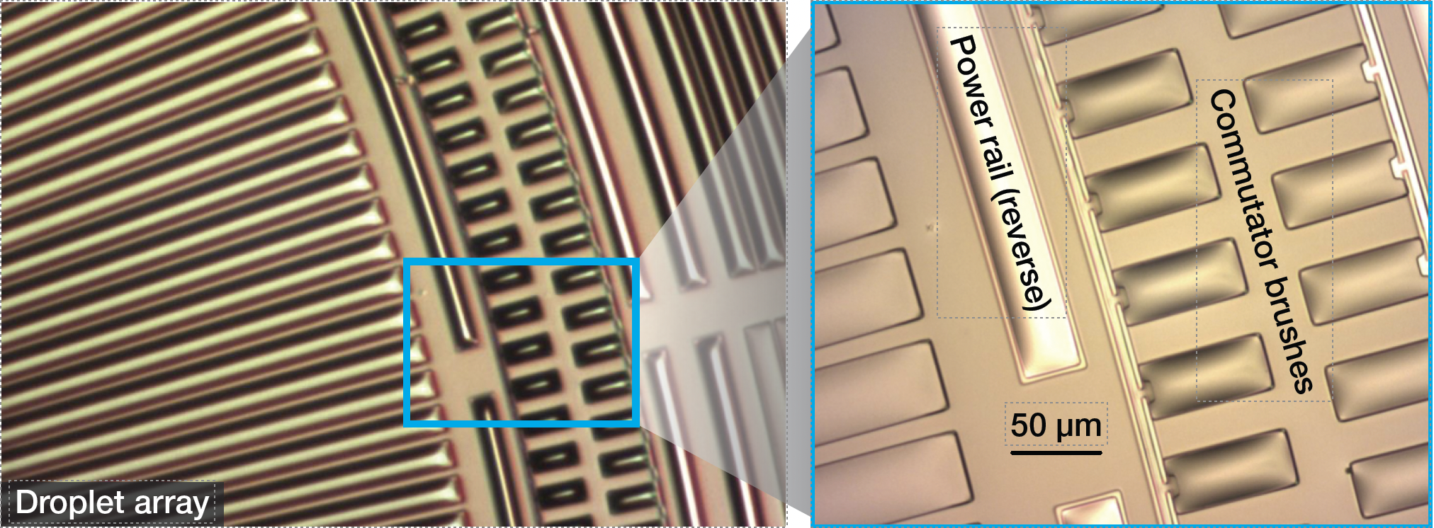 Development of microhydraulic actuators requires microfabrication of thin sheets of material with precisely engineered drops on their surface. Shown here is a 5-µm-thin polyimide sheet with micron-scale water drops.